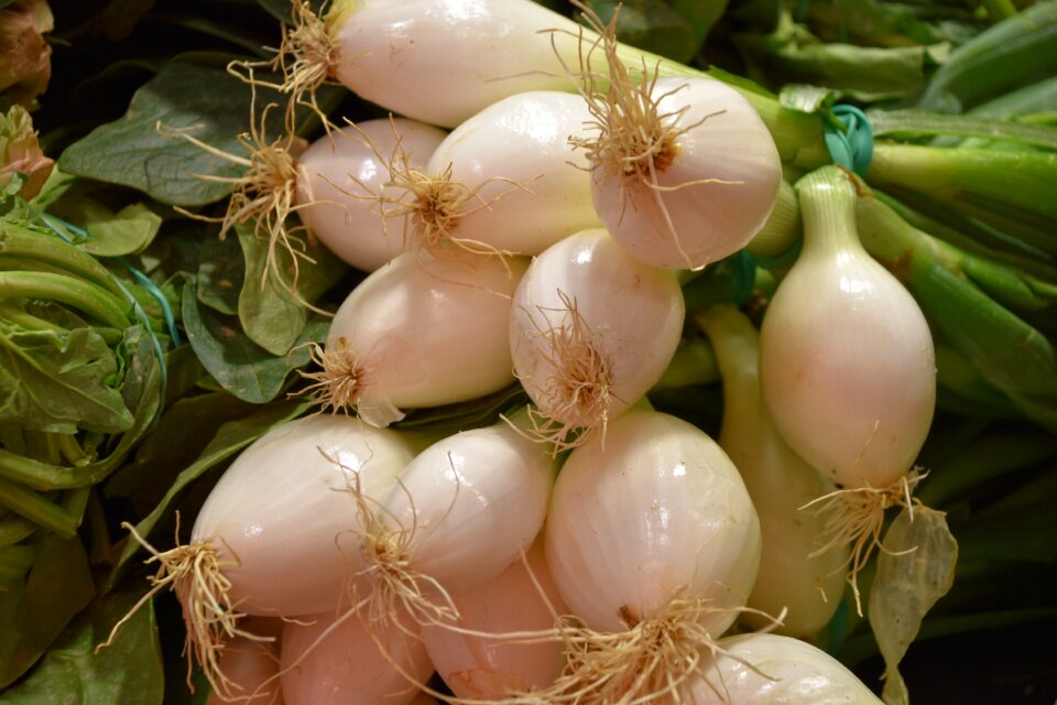 Onions market agriculture