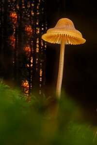 Mini mushroom moss agaric photo