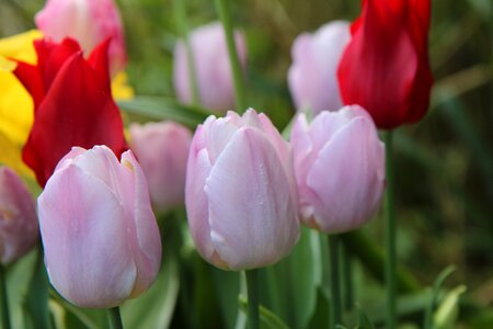 Tulips pink tulip spring spring-flowering photo