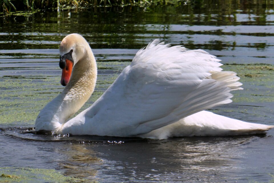 Waterfowl wings water