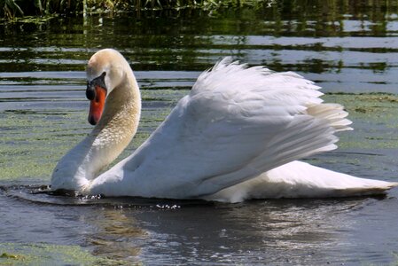 Waterfowl wings water