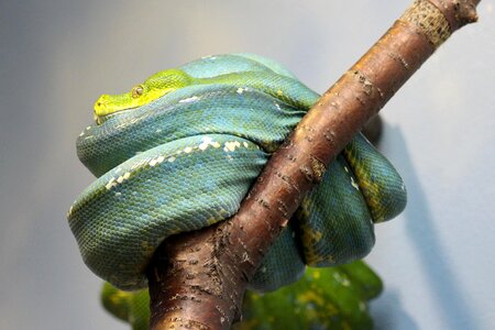 Reptile constrictor green