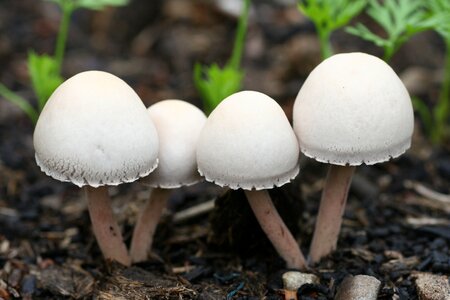Nature field hats