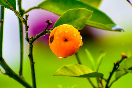 Lemon green nature