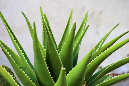 Prickly thorns summer