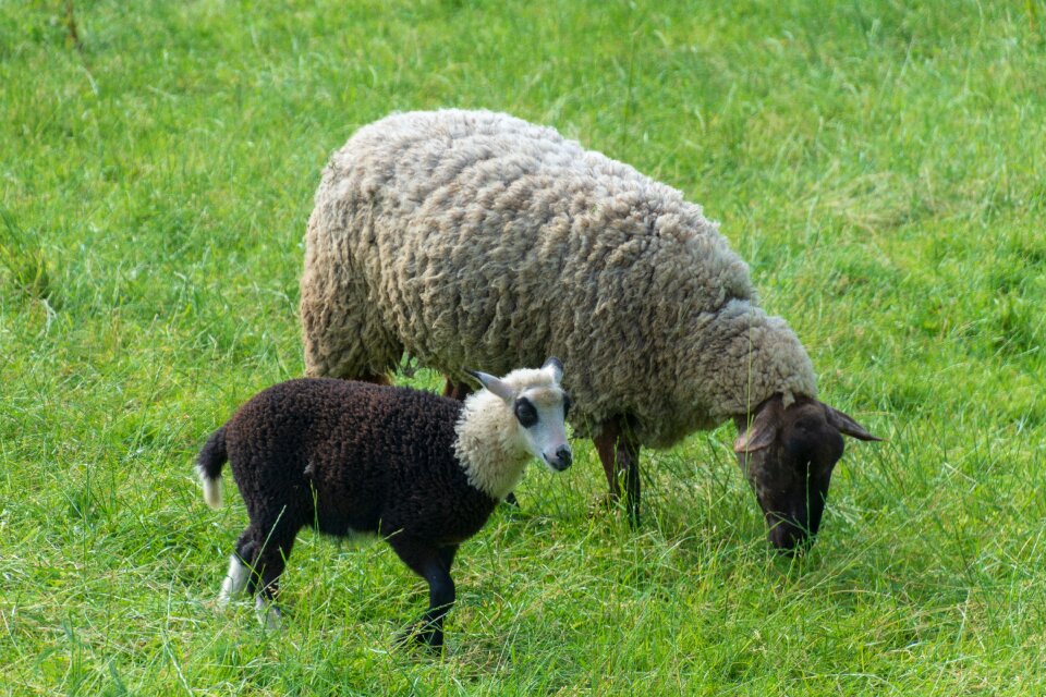 Flock wool nature