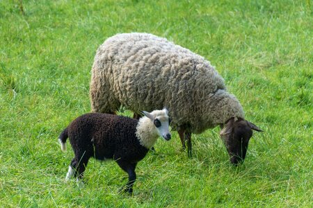 Flock wool nature