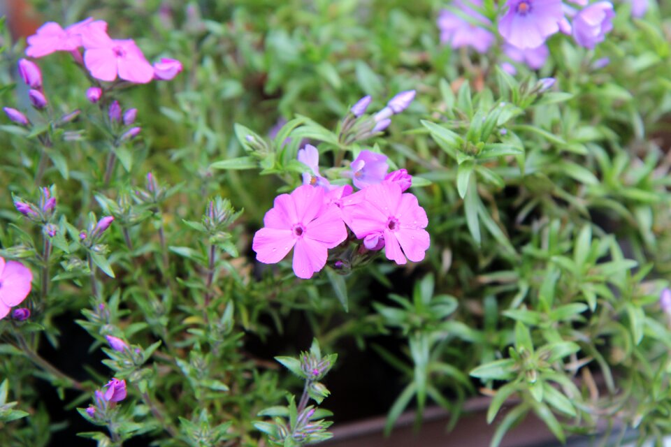 Pink flower flowers small flower