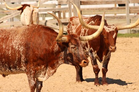 Agriculture bull ranch photo