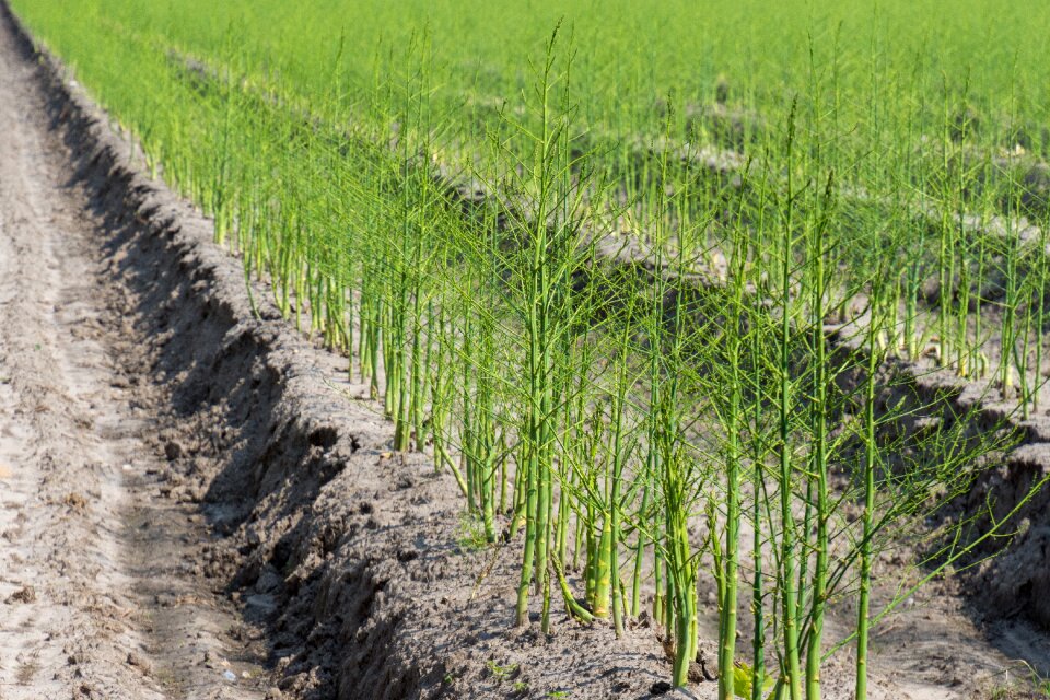 Asparagus time eat green