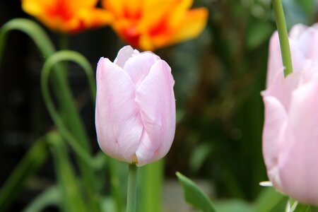Tulip tulip spring Free photos