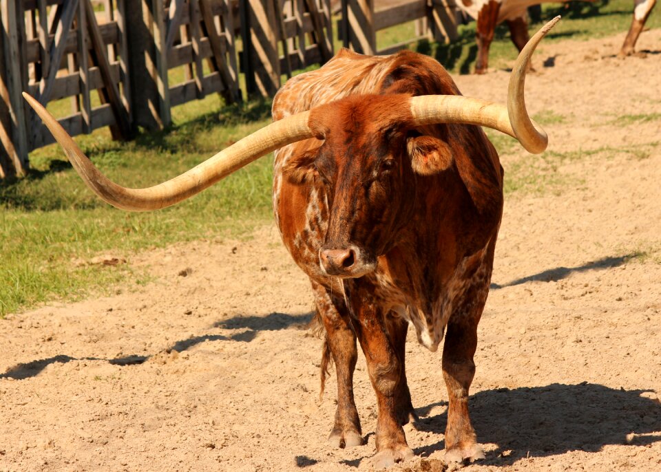 Agriculture beef bull