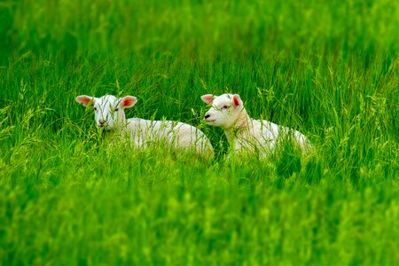 Sheep sweet meadow photo