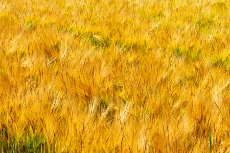 Field cereals summer
