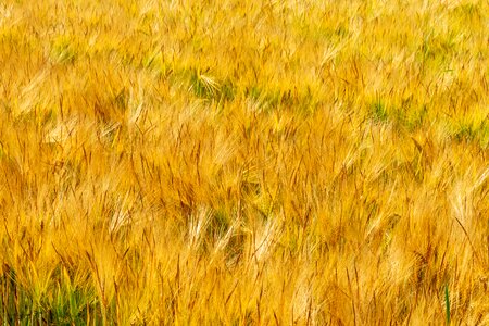 Field cereals summer photo