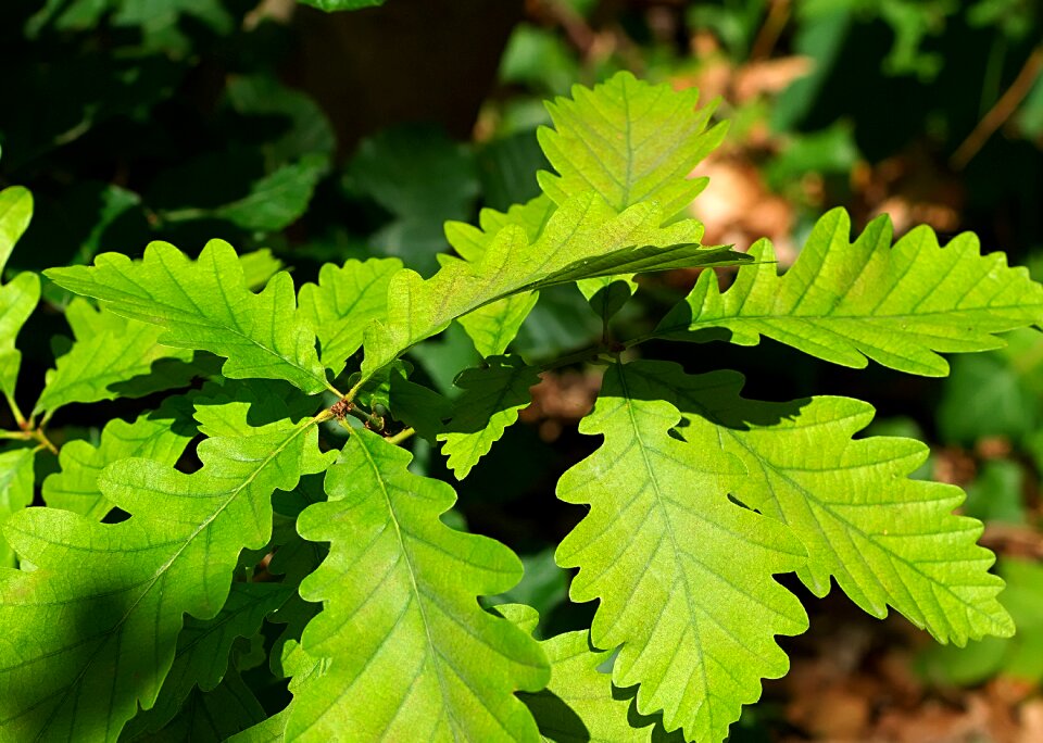 Green tree mood