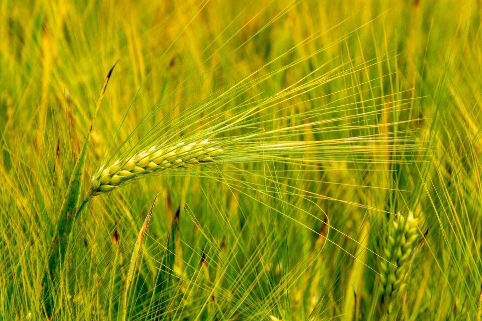 Field cereals summer