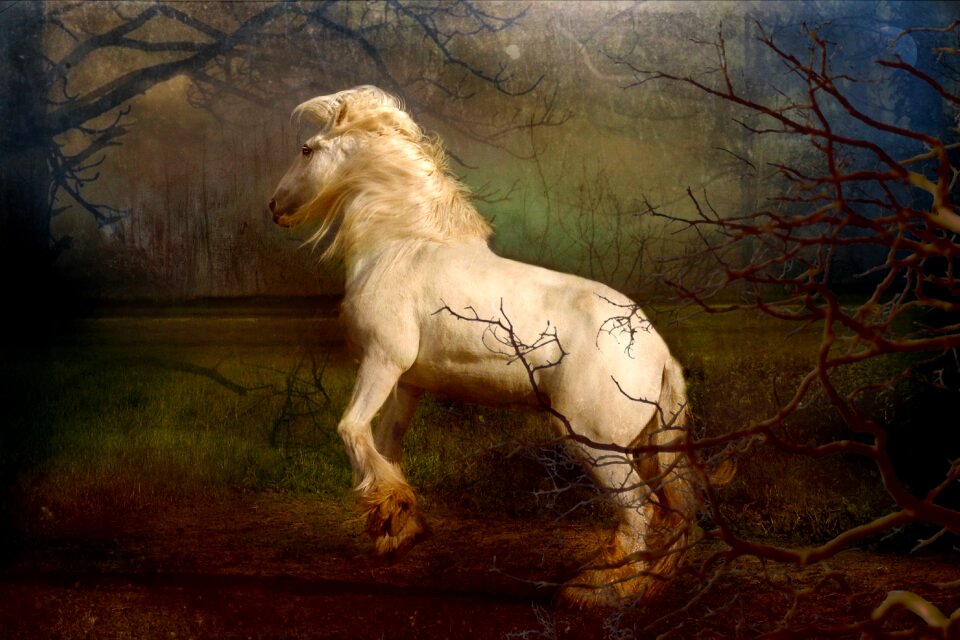 Mane wild freedom
