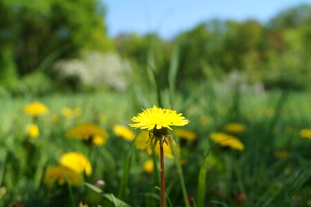 Common dandelion grass pointed flower photo