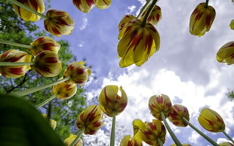 Nature tulip festival flowers