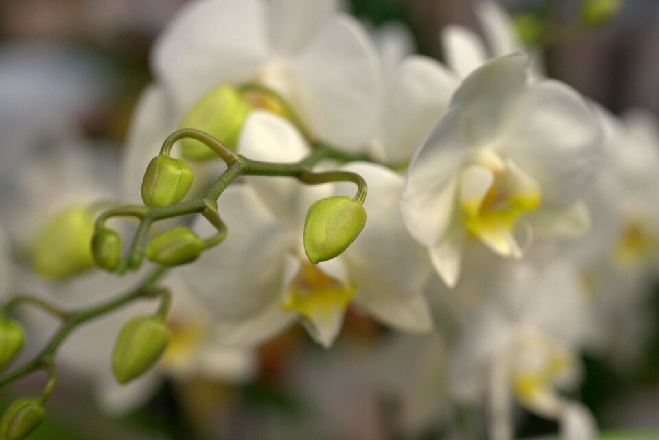 Bloom flower tropical