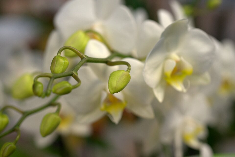 Bloom flower tropical photo