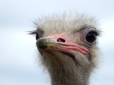 Flightless bird strauss birds