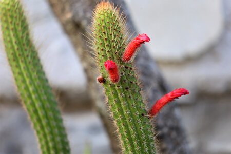 Prickly thorns summer