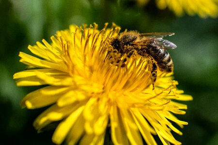 Bee flower insect photo