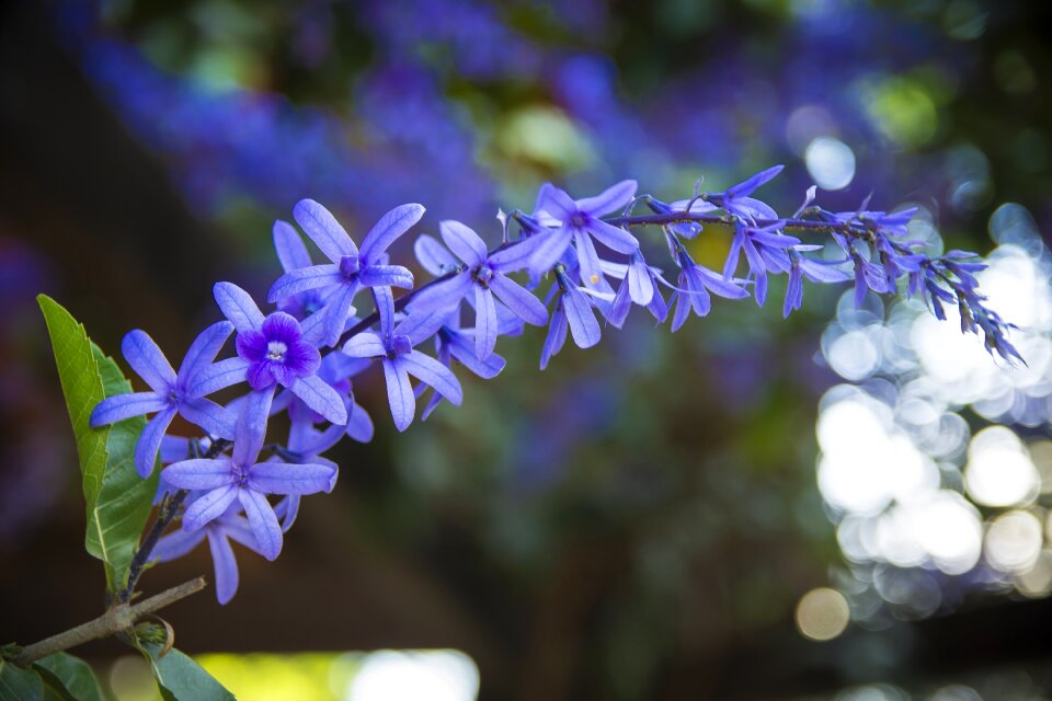 Lilac spring nature