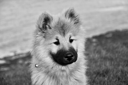 Dog eurasier olaf blue black and white photo dog nordic