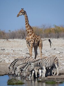 Namibia savannah etosha national park photo