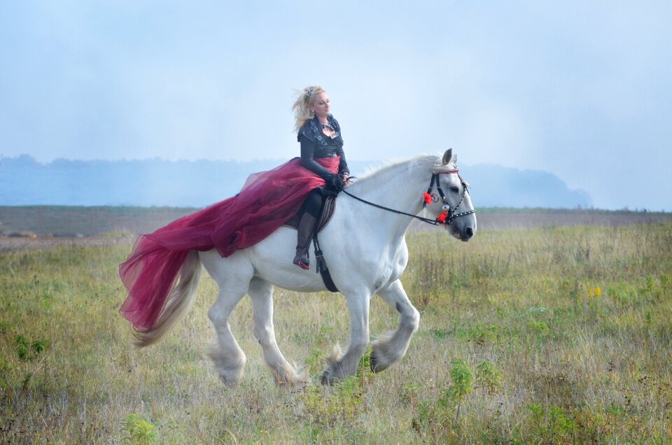 Shire nature equestrian photo