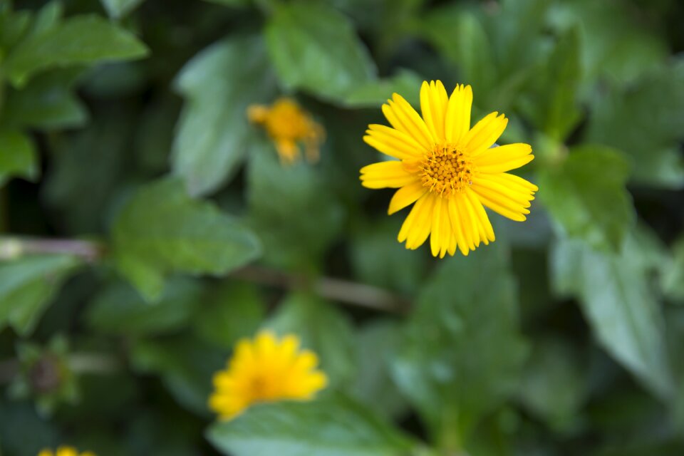 Spring nature garden