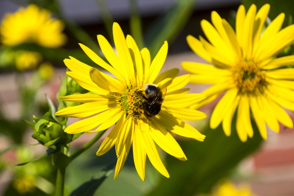 Nature plant garden photo