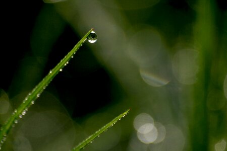 Dewdrop plant spring