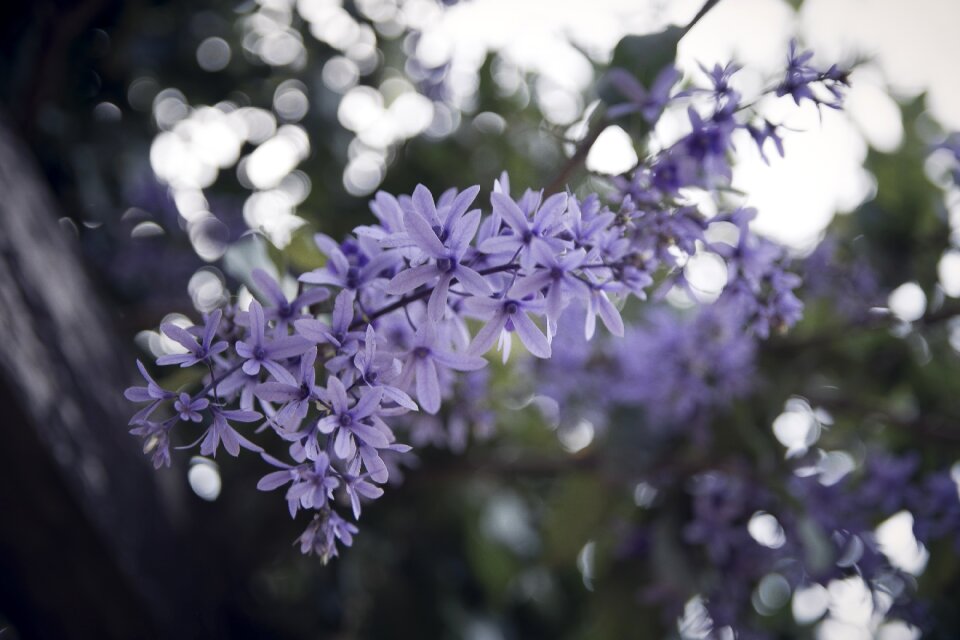 Lilac spring nature