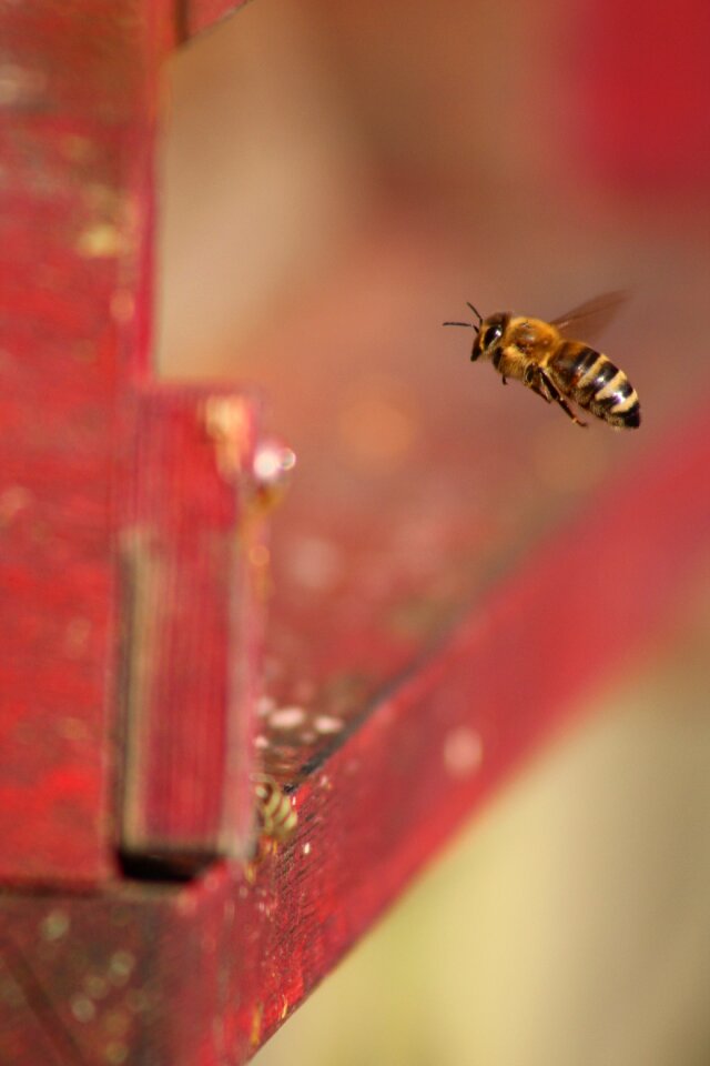Beehive insect hobby
