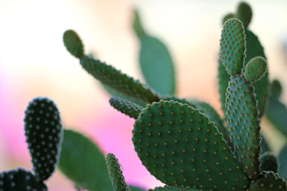 Thorns summer nature