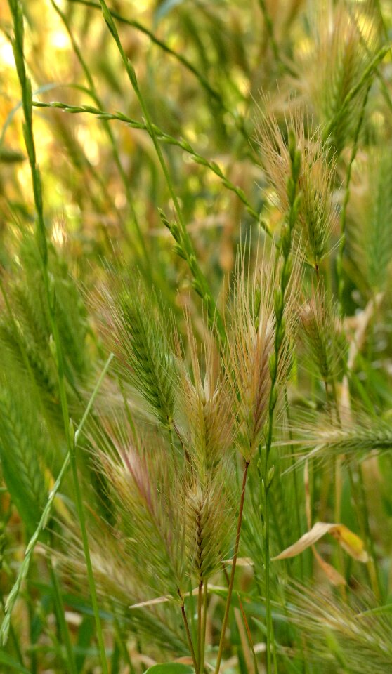 Bread nature plant