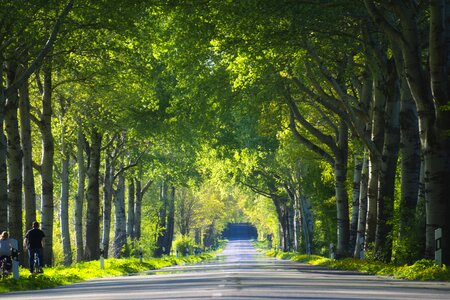 Nature road forest