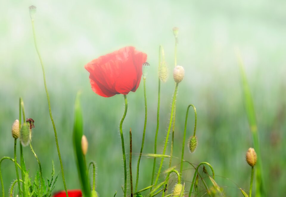 Poppy flower red mohngewaechs photo