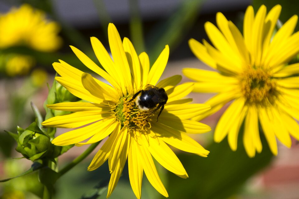 Nature plant garden
