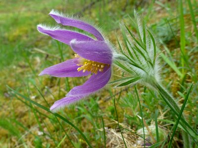 Pulsatilla violet hairy