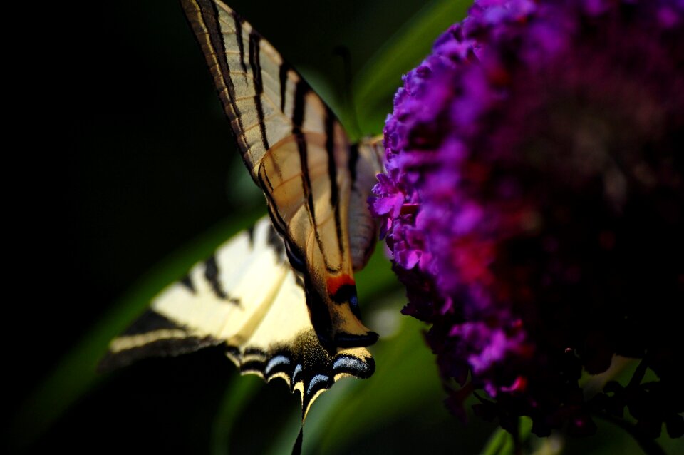Organ purple nature