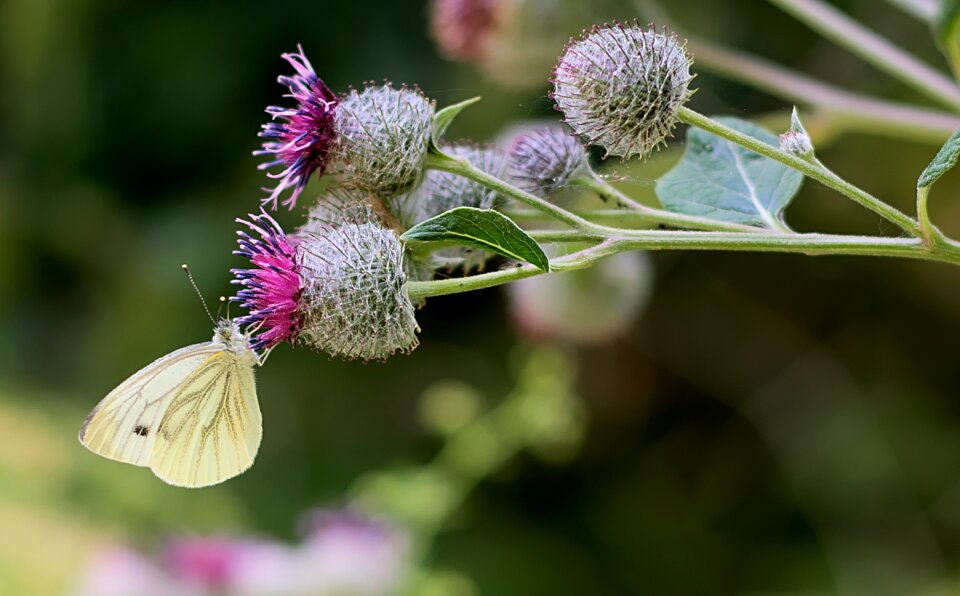 Nature butterfly atmospheric