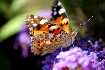 Organ purple wild lilac