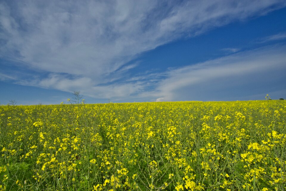 Landscape oilseed rape nature