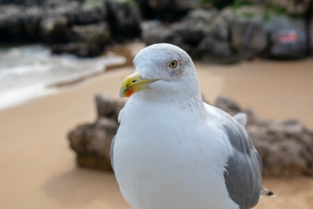 Sand sea summer photo