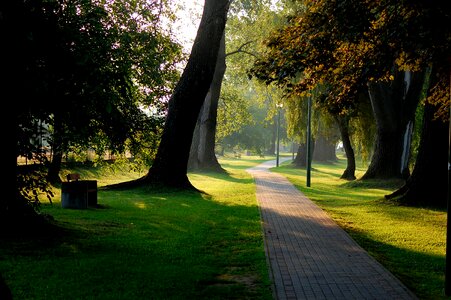 Forest nature serenity